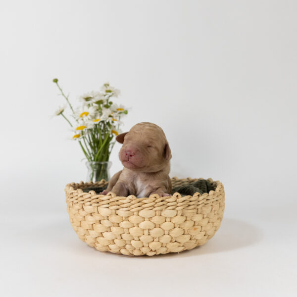 Amelia - Image 5