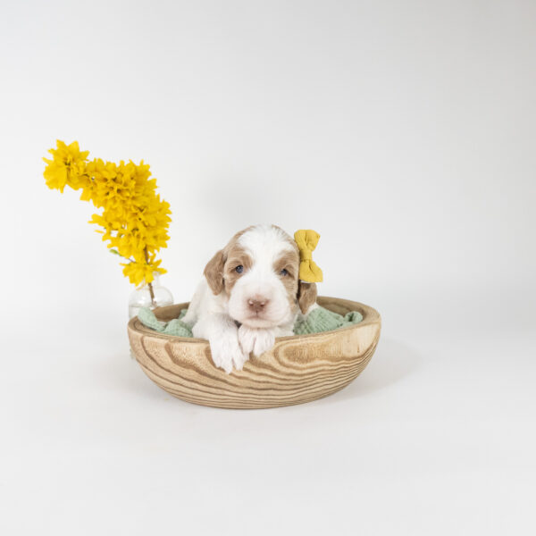 Daisy - Image 9