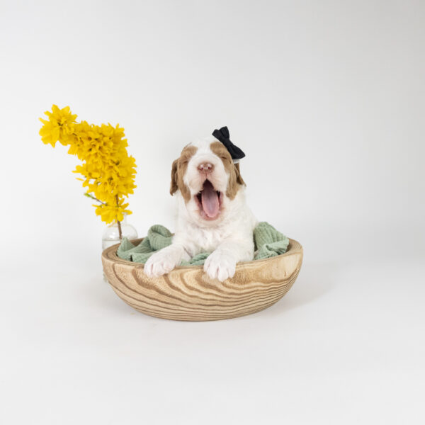 Hazel - Image 4