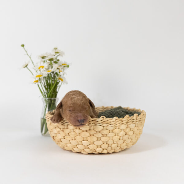 Cleo - Image 4