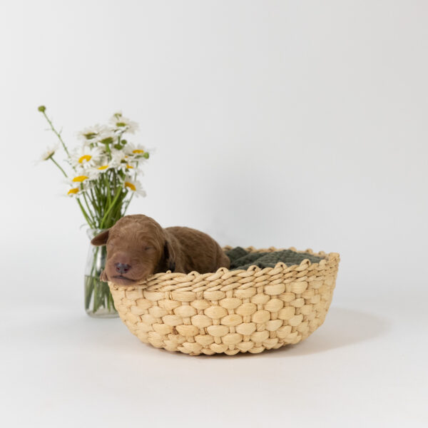 Cleo - Image 3
