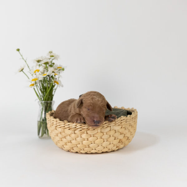 Cleo - Image 5