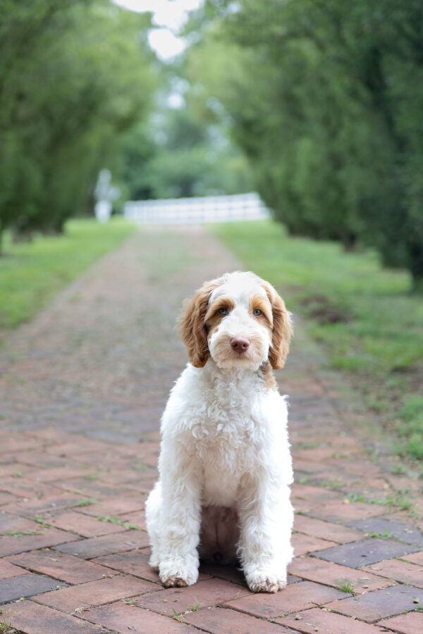 Daisy - Image 4