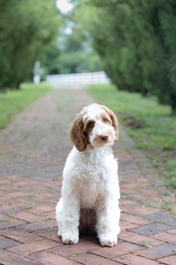 Daisy - Image 3