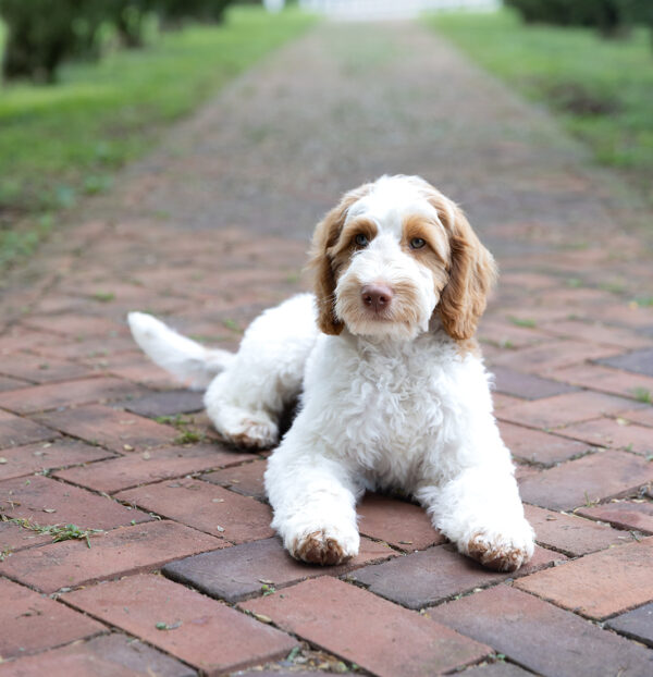 Daisy