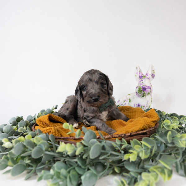 Winston - Image 4