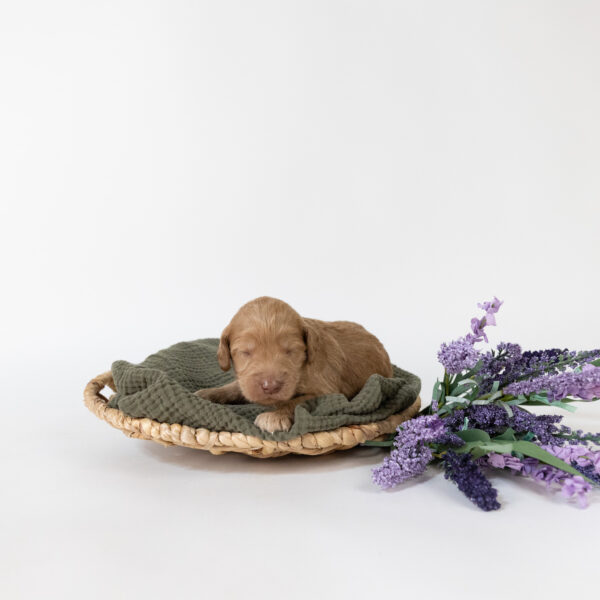 Eeyore - Image 4