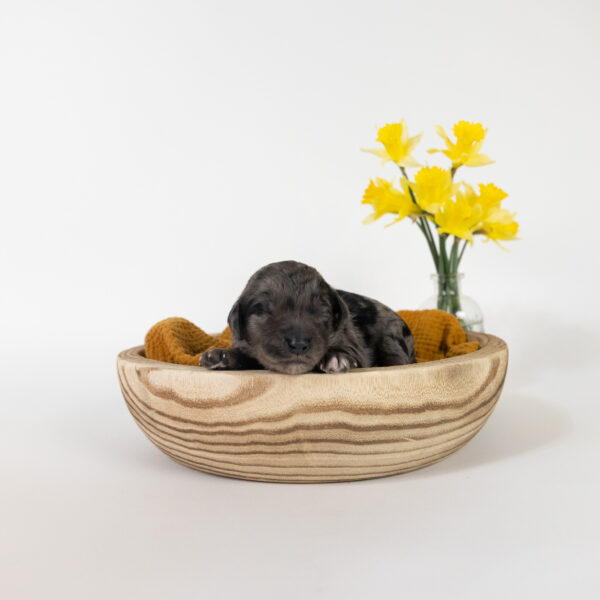 Winston - Image 7