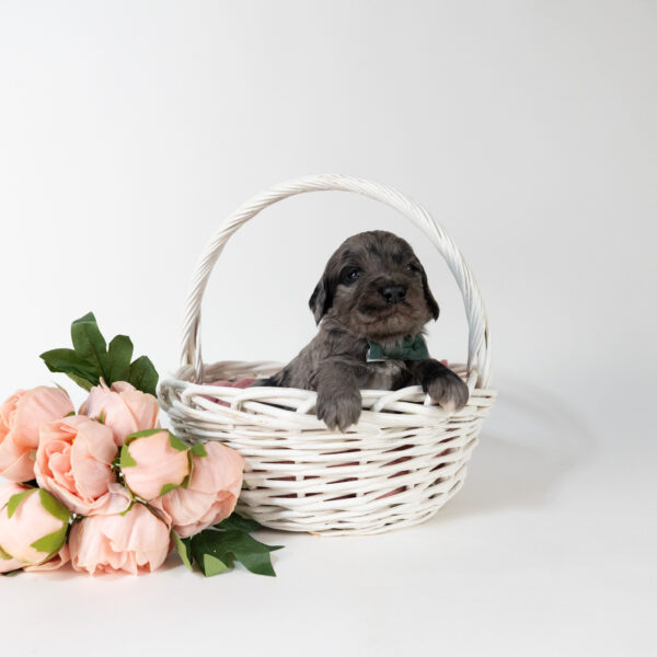 Winston - Image 5