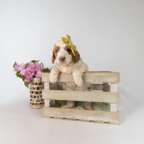Daisy - Image 11