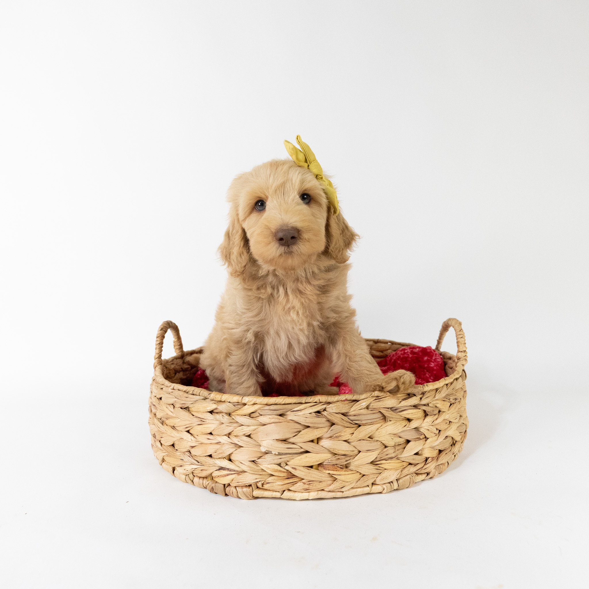 Isadore's Litter