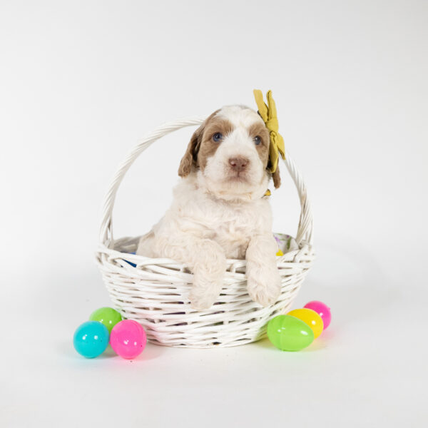 Daisy - Image 10