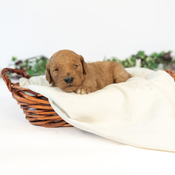 Clifford - Image 3