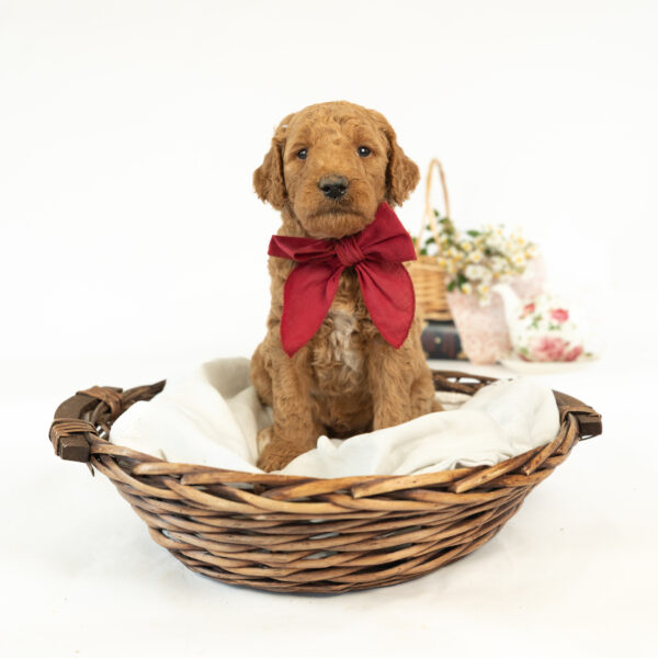 Clifford - Image 2