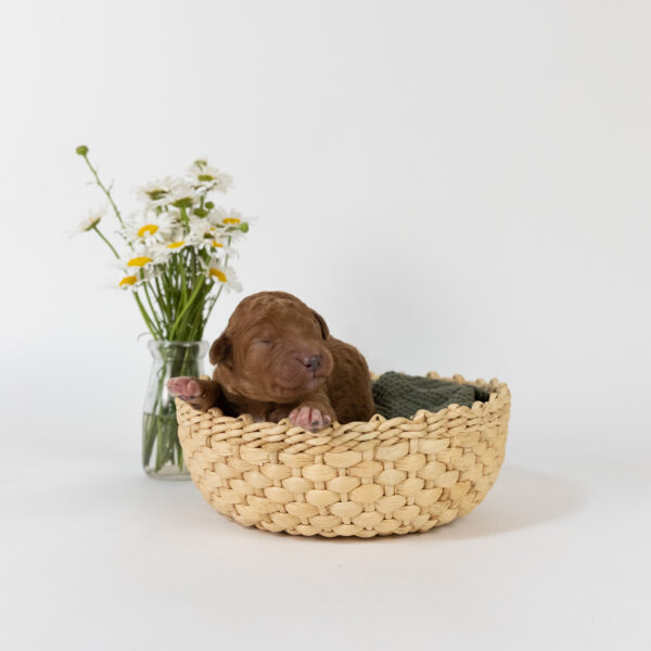 Iago - Image 6