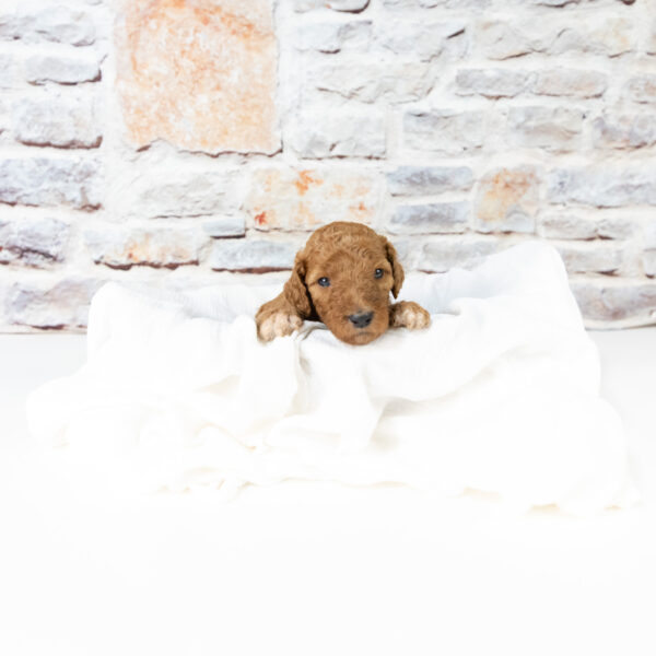 Iago - Image 2