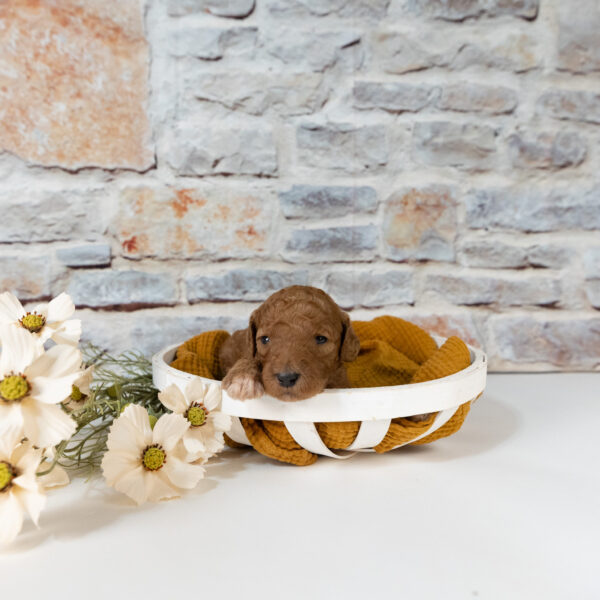 Iago - Image 3