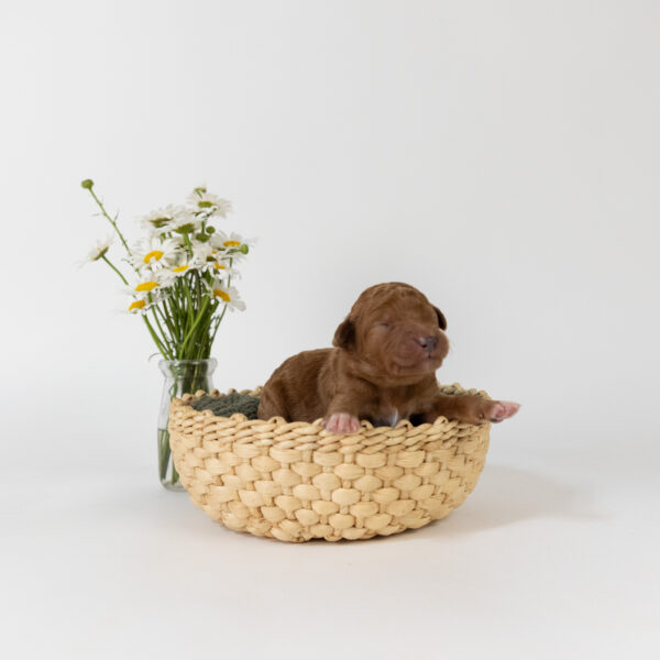 Iago - Image 7