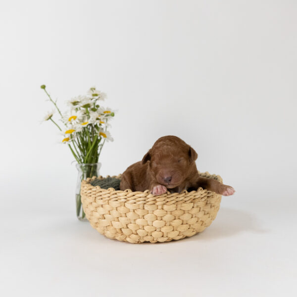 Iago - Image 5