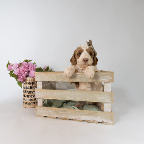 Hazel - Image 6