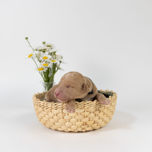 Oswald - Image 6