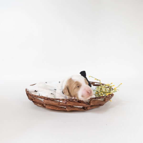 Hazel - Image 2