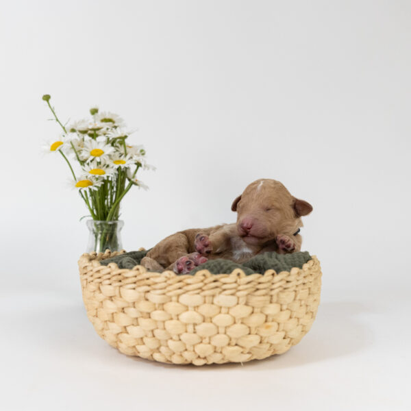 Oswald - Image 7