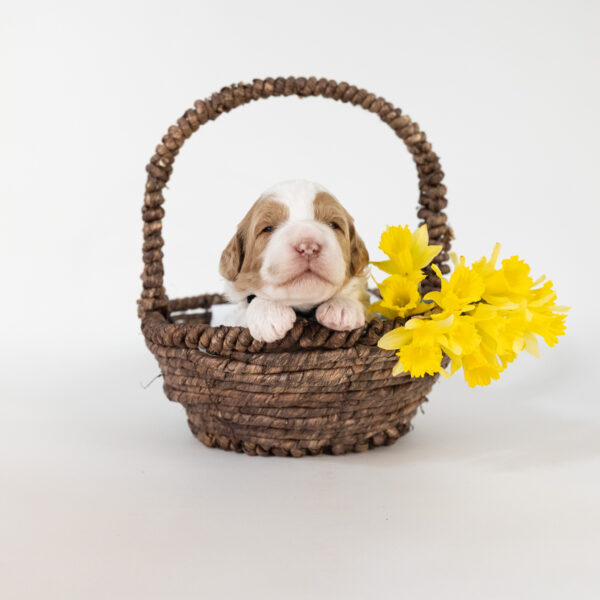 Hazel - Image 3