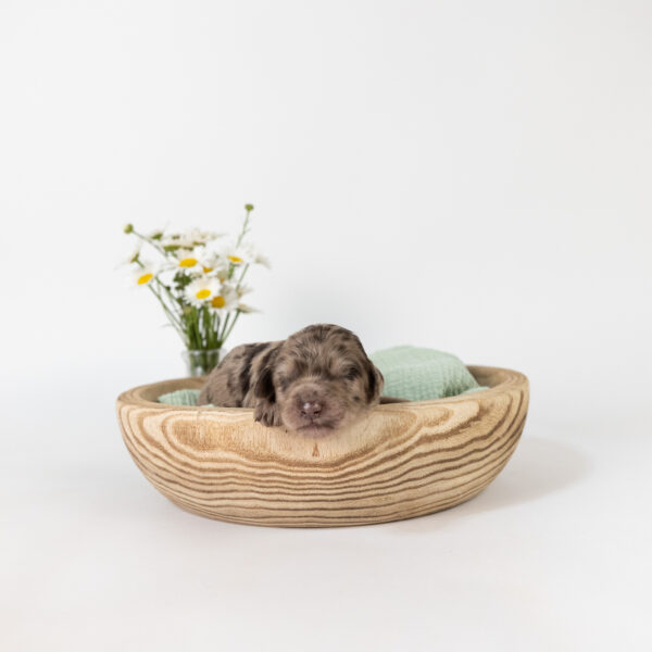Roo - Image 6