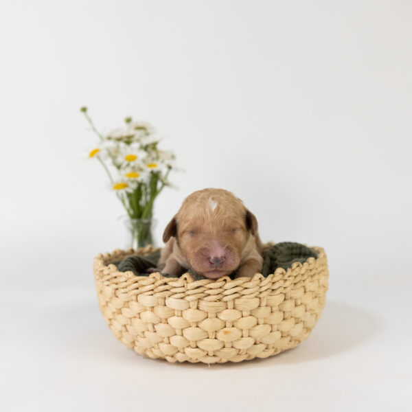 Roxy - Image 3