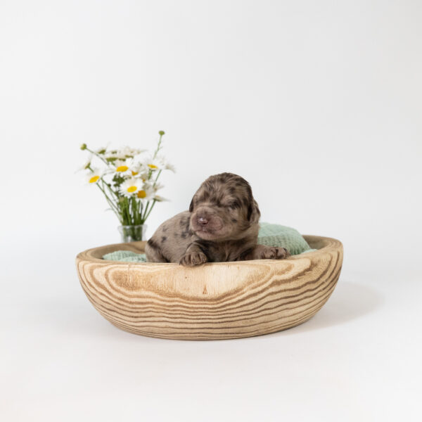 Roo - Image 5