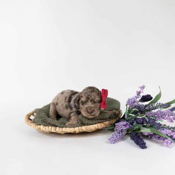 Roo - Image 4