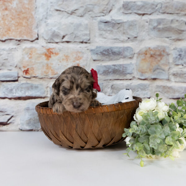 Roo - Image 3