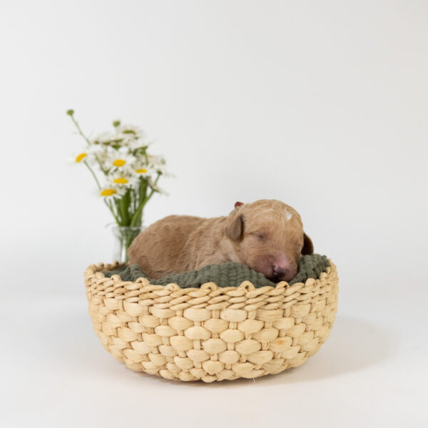 Roxy - Image 5