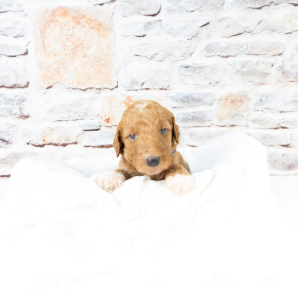 Snoopy - Image 2