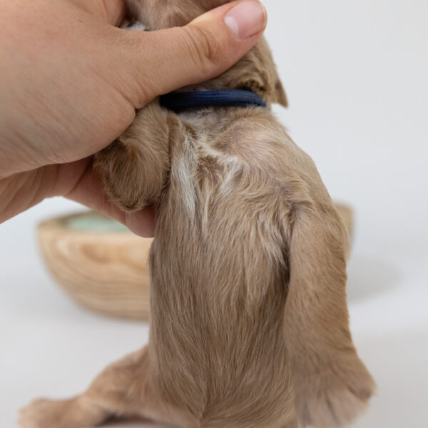 Skippy - Image 8