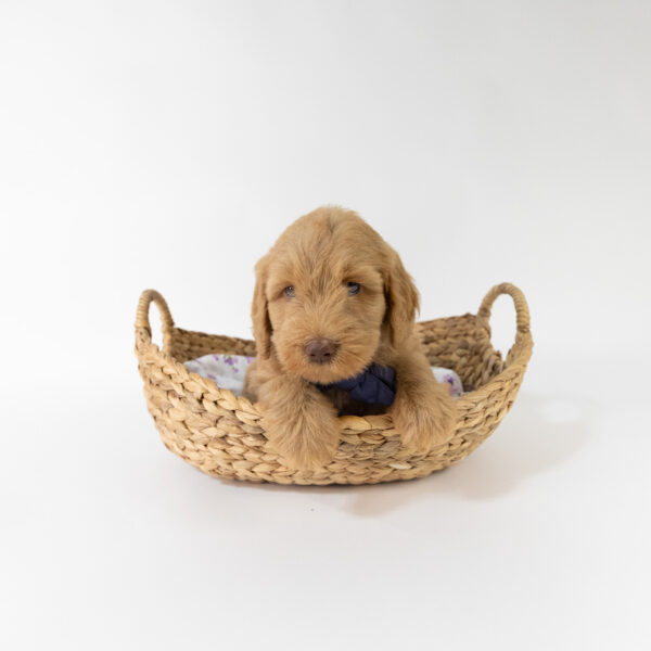 Skippy - Image 2