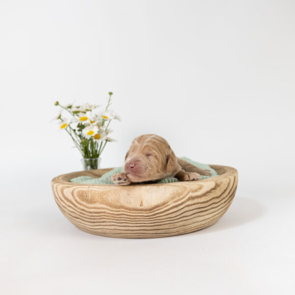 Skippy - Image 7