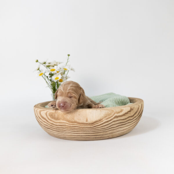 Skippy - Image 6