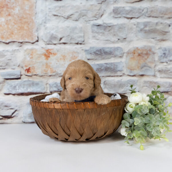 Skippy - Image 3
