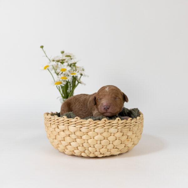 Snoopy - Image 5