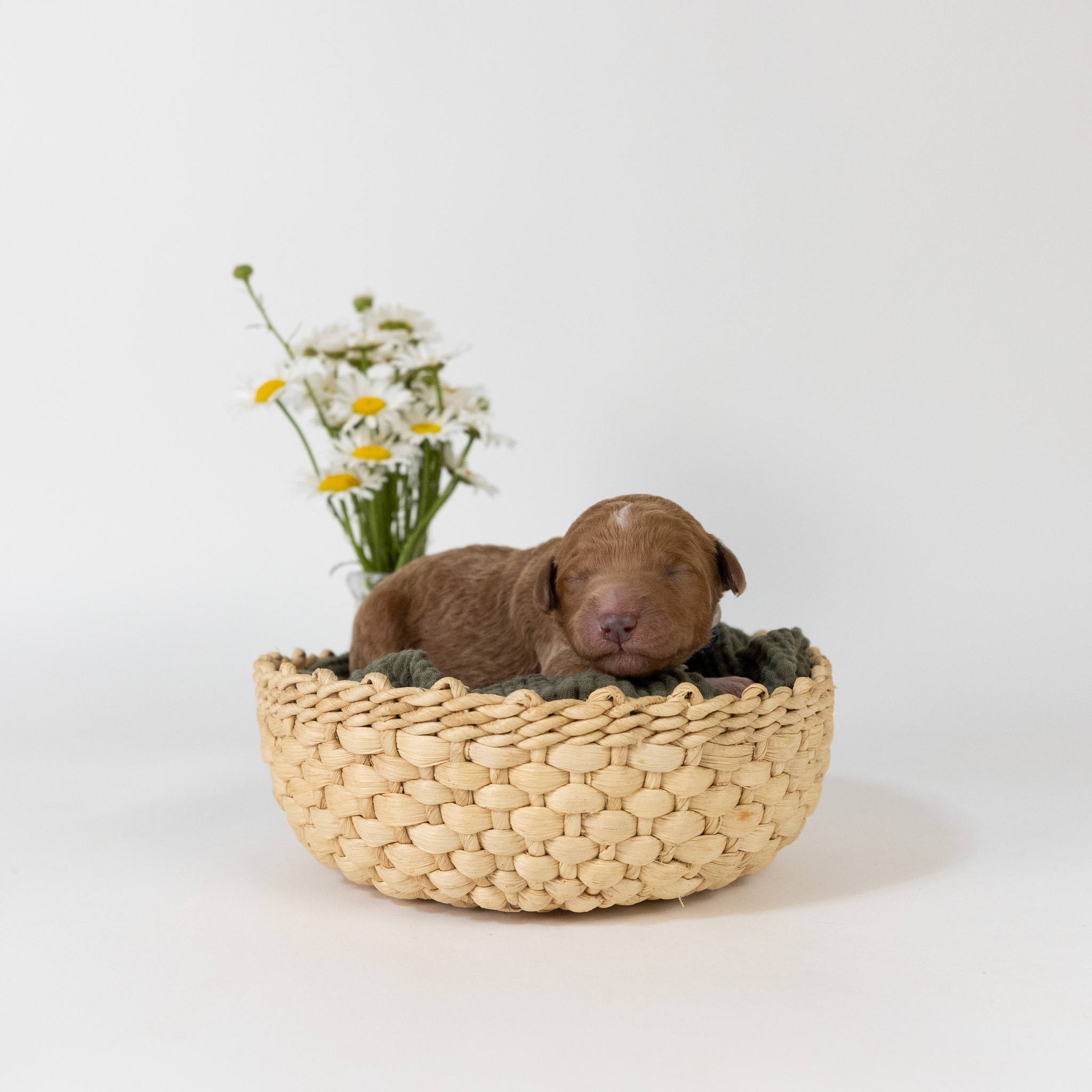 Diana's Litter