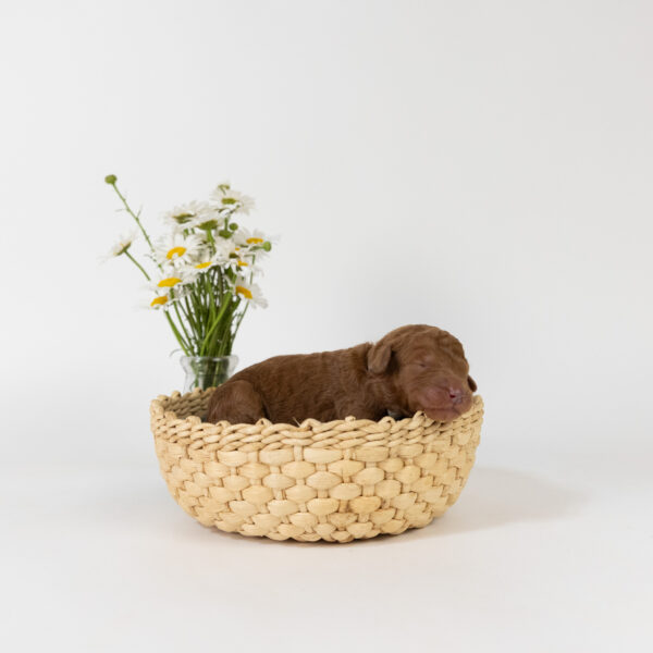 Perdita - Image 3