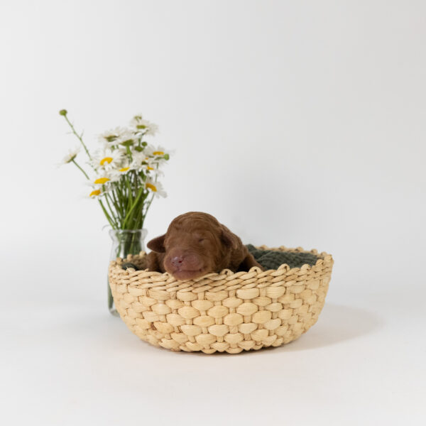 Perdita - Image 5