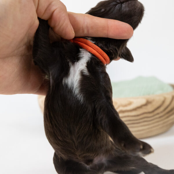 Tigger - Image 6
