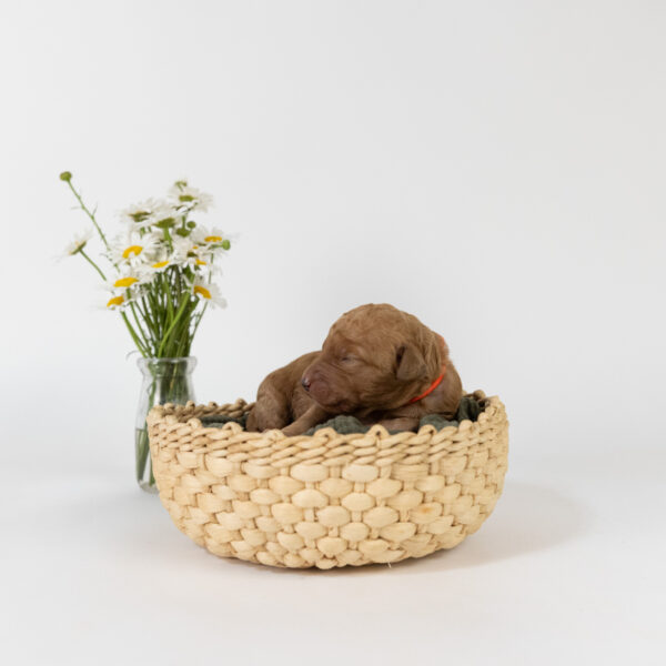 Tripp - Image 4
