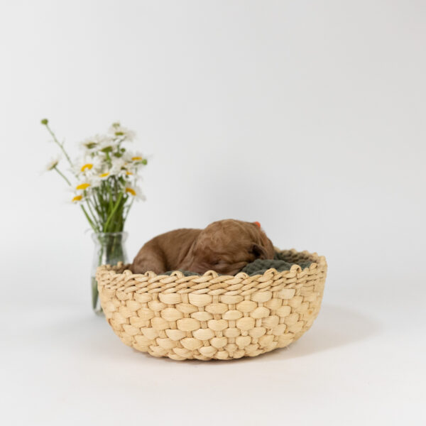 Tripp - Image 5