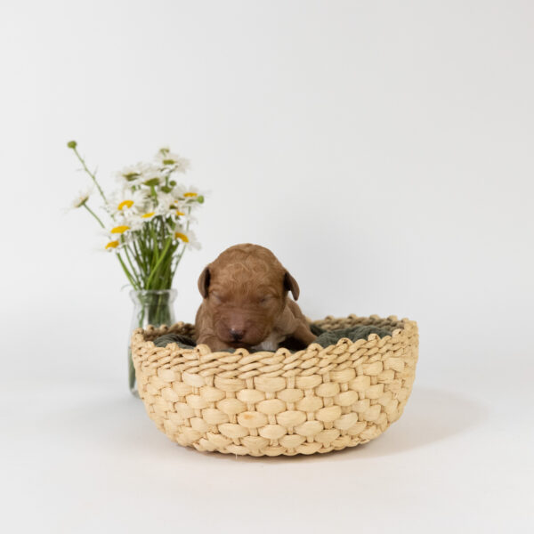 Tripp - Image 3