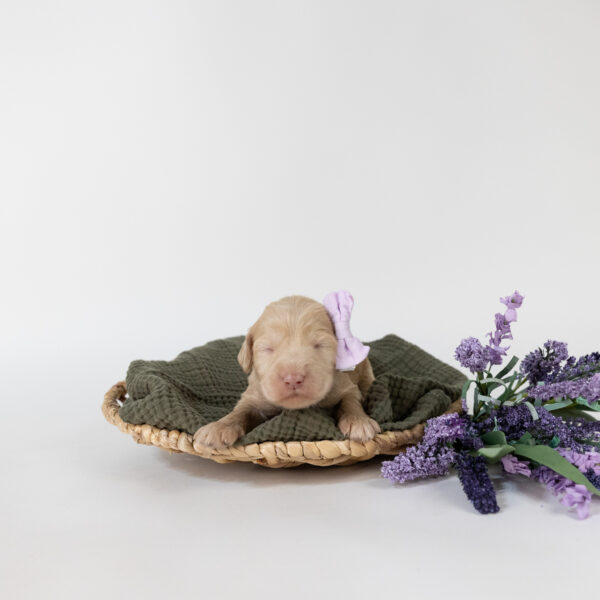 Winnie - Image 2