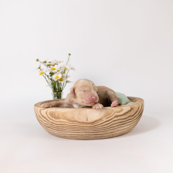 Winnie - Image 4
